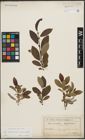 Foto von Salix appendiculata Vill. x Salix waldsteiniana Willd.